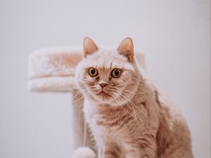 Превью обои кот, животное, питомец, серый, взгляд