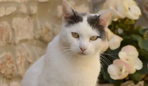 Превью обои кот, животное, питомец, взгляд, белый