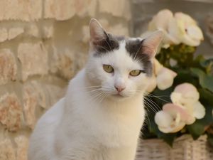Превью обои кот, животное, питомец, взгляд, белый