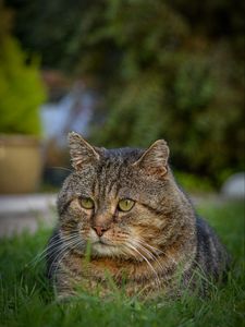 Превью обои кот, животное, питомец, взгляд, трава, прогулка