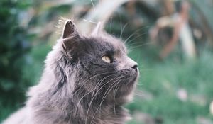 Превью обои кот, животное, питомец, пушистый, взгляд
