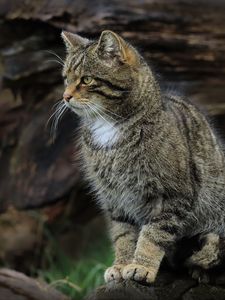 Превью обои кот, животное, полосатый, природа