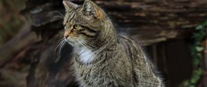 Превью обои кот, животное, полосатый, природа