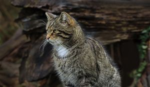 Превью обои кот, животное, полосатый, природа