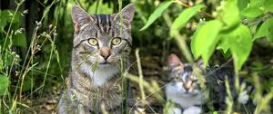 Превью обои кот, животное, трава, размытие