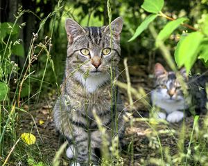 Превью обои кот, животное, трава, размытие