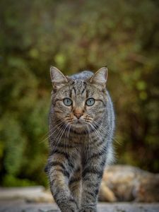 Превью обои кот, животное, взгляд, питомец