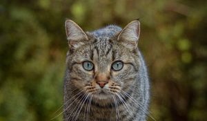 Превью обои кот, животное, взгляд, питомец