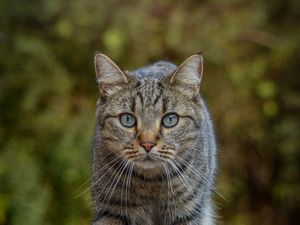 Превью обои кот, животное, взгляд, питомец