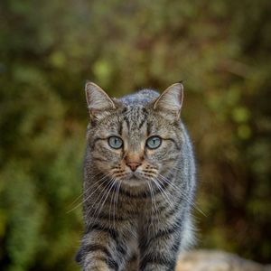 Превью обои кот, животное, взгляд, питомец