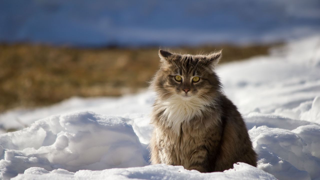 Обои кот, зима, пушистый, снег