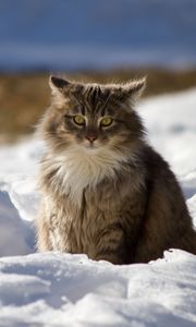 Превью обои кот, зима, пушистый, снег