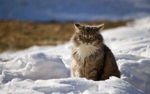 Превью обои кот, зима, пушистый, снег