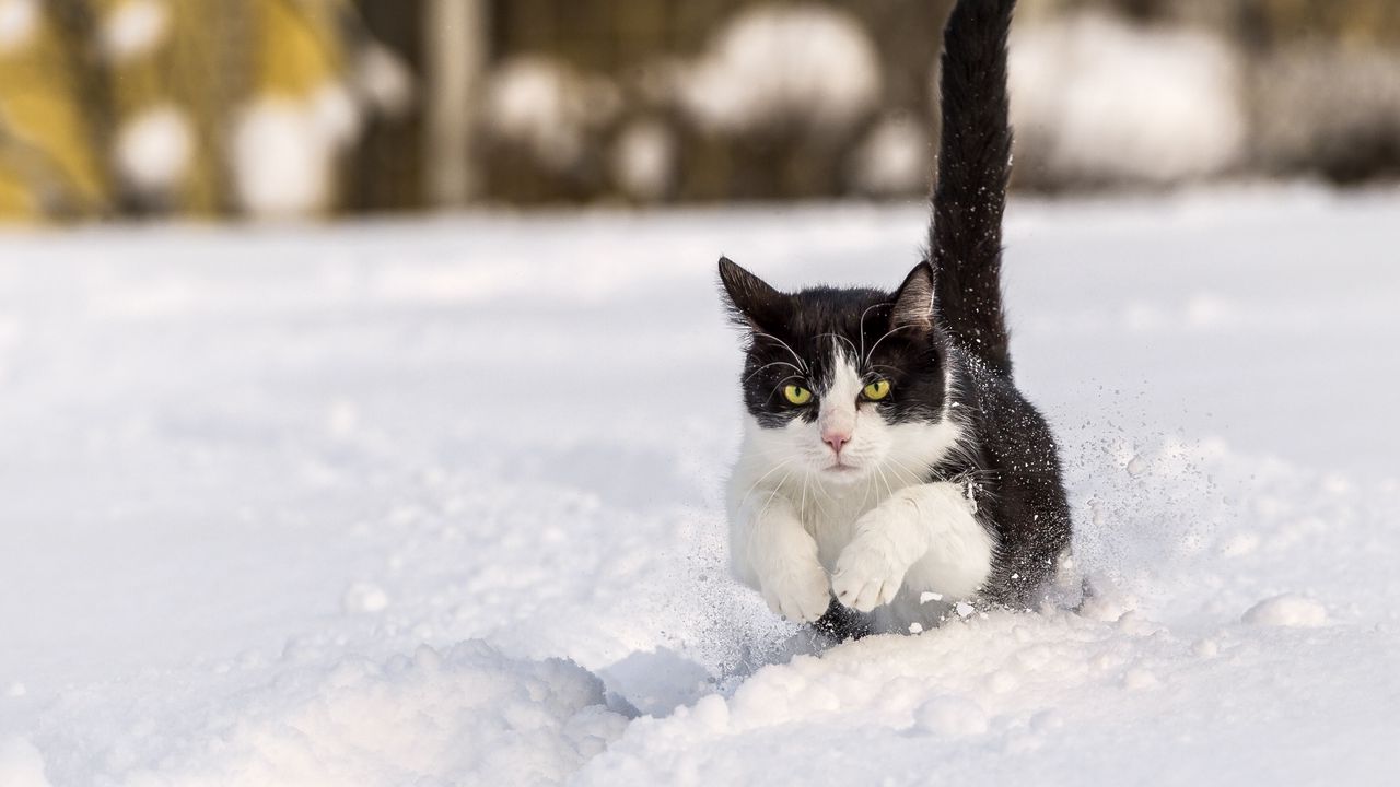 Обои кот, зима, снег, прыжок
