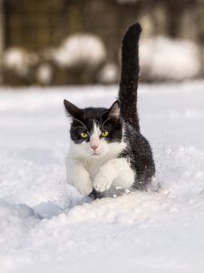 Превью обои кот, зима, снег, прыжок