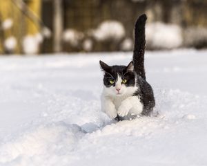 Превью обои кот, зима, снег, прыжок