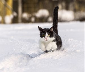 Превью обои кот, зима, снег, прыжок
