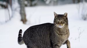 Превью обои кот, зима, снег, прогулка