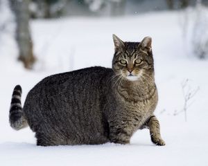 Превью обои кот, зима, снег, прогулка