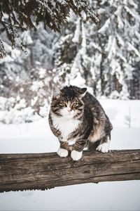 Превью обои кот, зима, ветер, снег