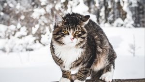Превью обои кот, зима, ветер, снег