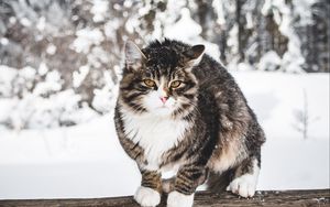 Превью обои кот, зима, ветер, снег