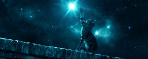 Превью обои кот, звездное небо, ночь, звезды, лапа