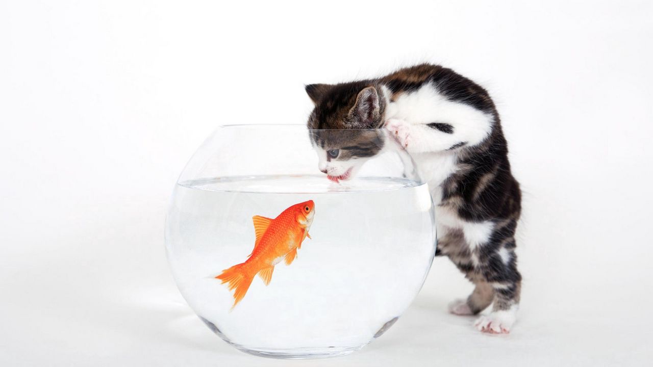 Обои котенок, аквариум, рыба, любопытство