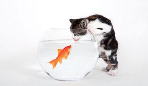 Превью обои котенок, аквариум, рыба, любопытство