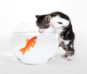 Превью обои котенок, аквариум, рыба, любопытство