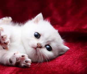 Превью обои котенок, белый, красивый