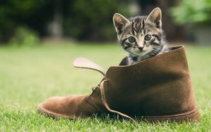 Превью обои котенок, ботинок, трава