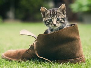 Превью обои котенок, ботинок, трава