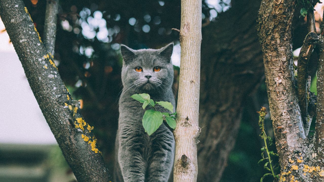 Обои котенок, британец, кот, листья