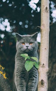 Превью обои котенок, британец, кот, листья