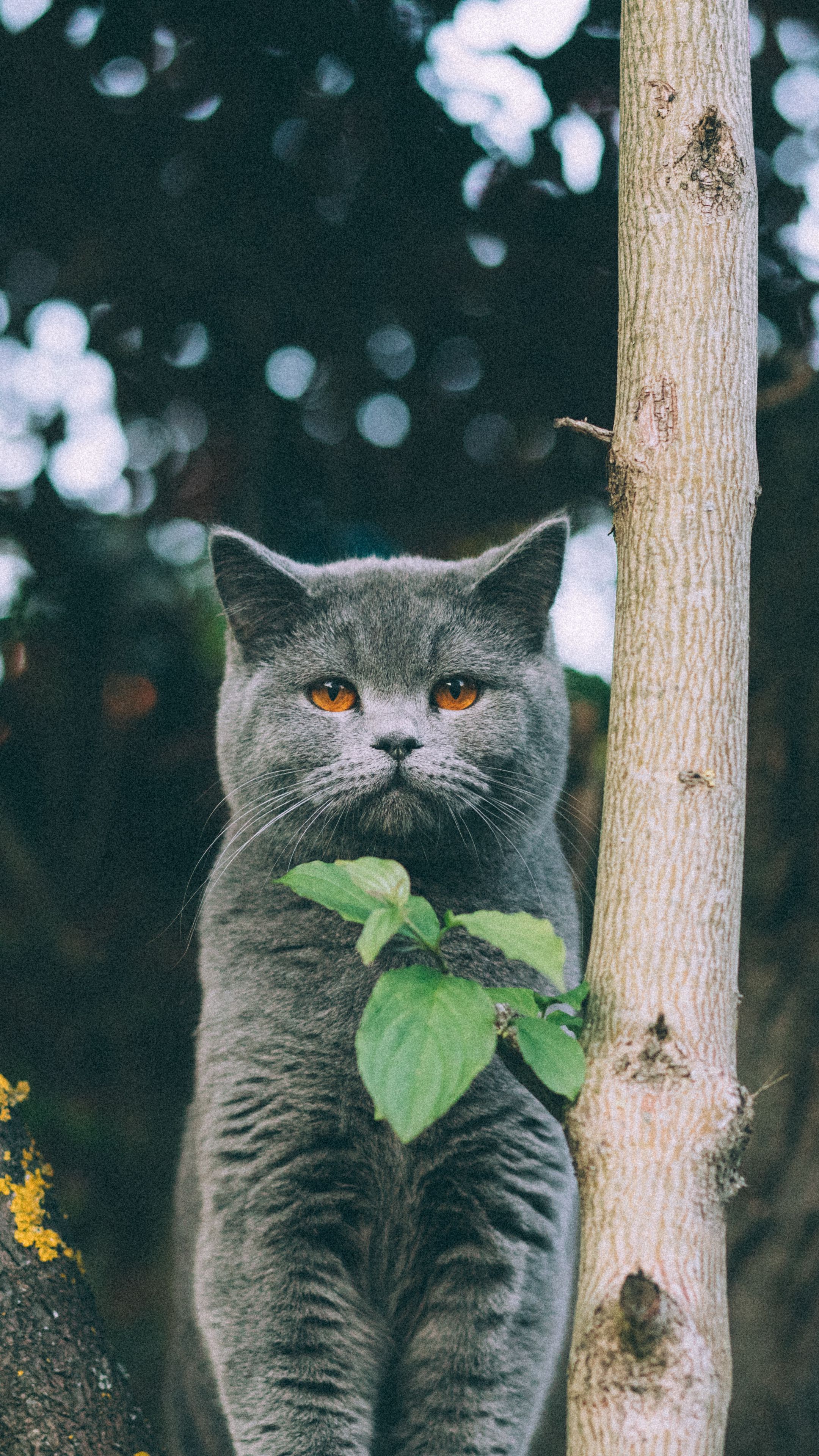 Котики вертикальные картинки