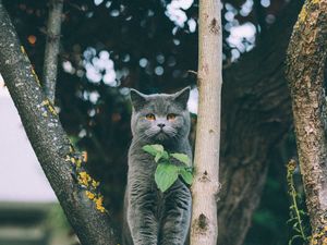 Превью обои котенок, британец, кот, листья