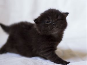 Превью обои котенок, черный, фотосессия, малыш