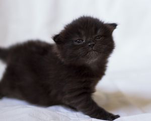 Превью обои котенок, черный, фотосессия, малыш
