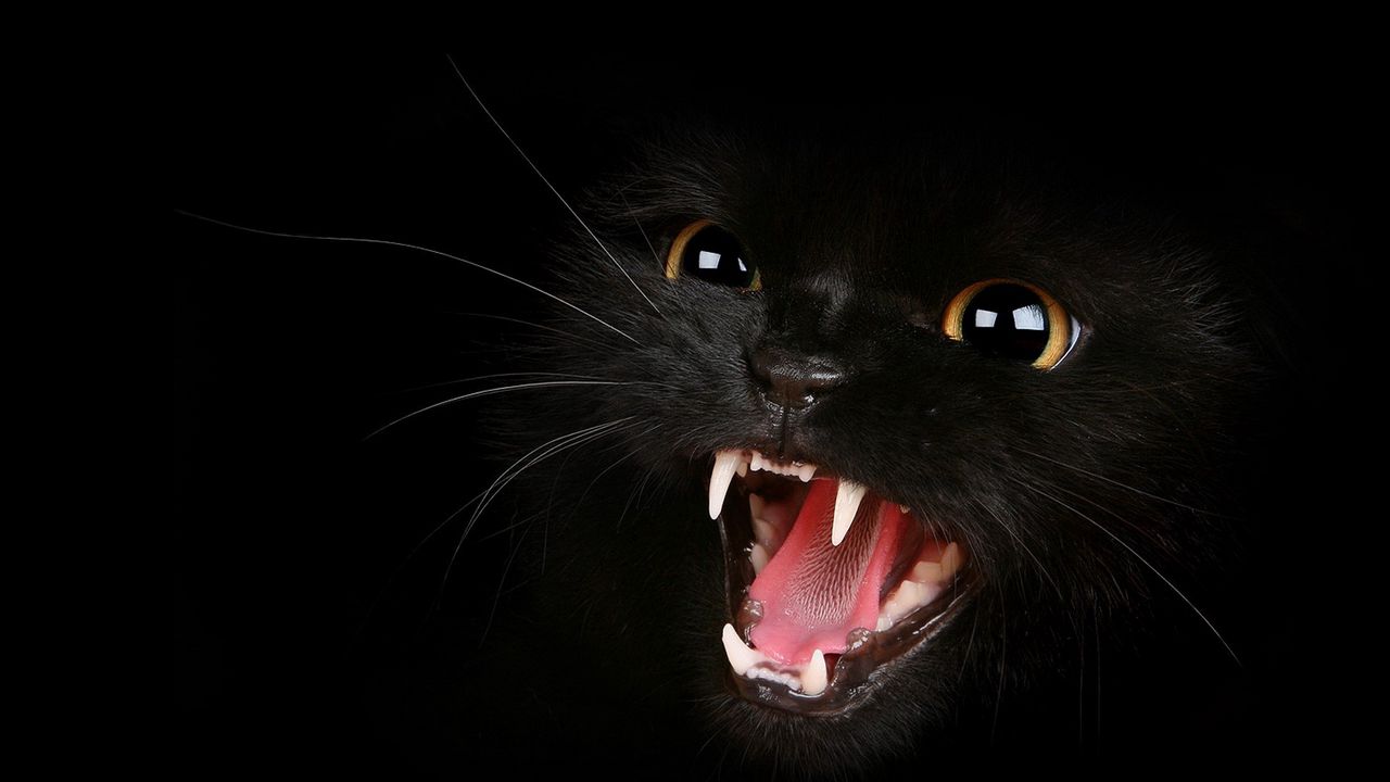 Обои котенок, черный, глаза, агрессия, оскал, мяу