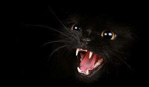 Превью обои котенок, черный, глаза, агрессия, оскал, мяу