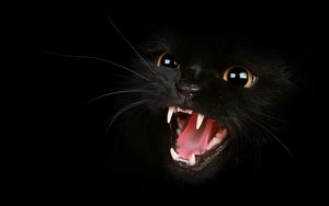 Превью обои котенок, черный, глаза, агрессия, оскал, мяу