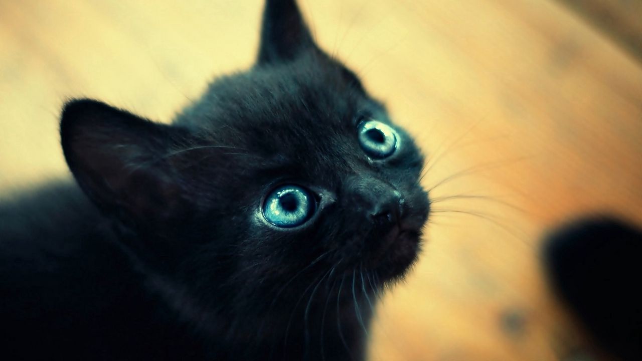 Обои котенок, черный, голубоглазый, морда
