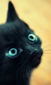 Превью обои котенок, черный, голубоглазый, морда