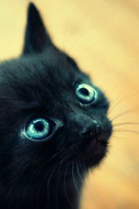 Превью обои котенок, черный, голубоглазый, морда