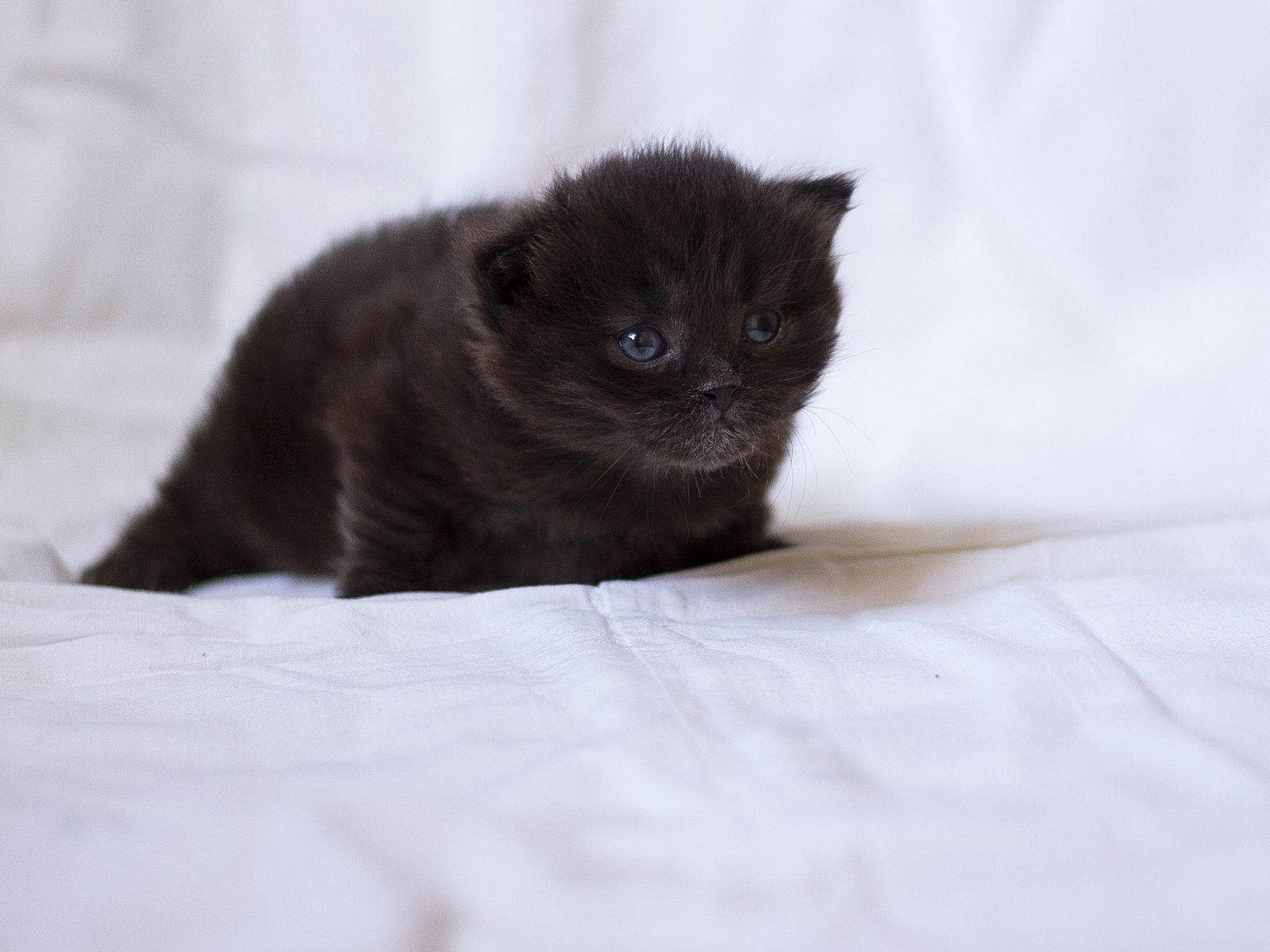 Кошки маленькие черные пушистые