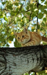 Превью обои котенок, дерево, ползать, прятаться