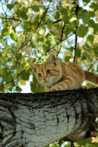 Превью обои котенок, дерево, ползать, прятаться