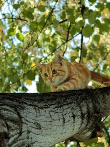 Превью обои котенок, дерево, ползать, прятаться