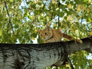 Превью обои котенок, дерево, ползать, прятаться